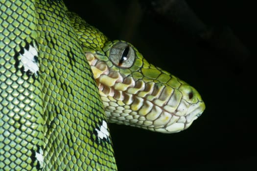 a close-up portrait of an emerald boa in the Bolivian rainforest
