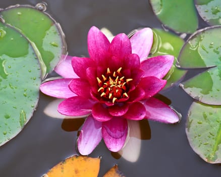 close up imageof classic Nymphaea flower background