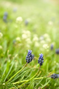 Muscari fowers on a beautiful green field