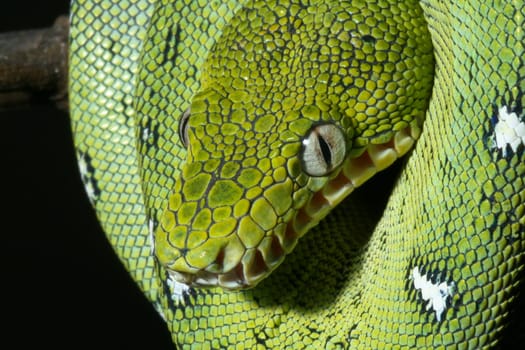 a close-up portrait of an emerald boa in the Bolivian rainforest