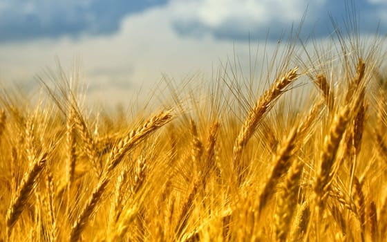 image of golden wheat field, natural background