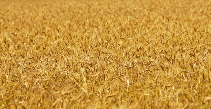image of golden wheat field, natural background