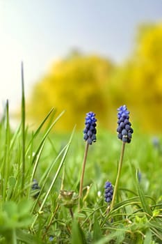 Muscari fowers on a beautiful green field