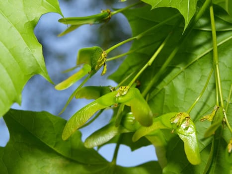 Ash tree seeds with wings under leaves
