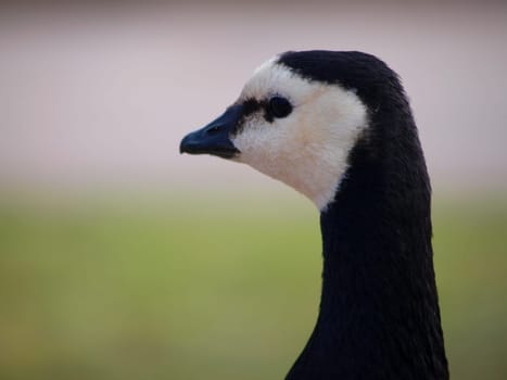 Head and neck of a Canadian Goose with green and grey background