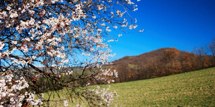 Pale pink almond bloom under springtime blue sky with hills in background