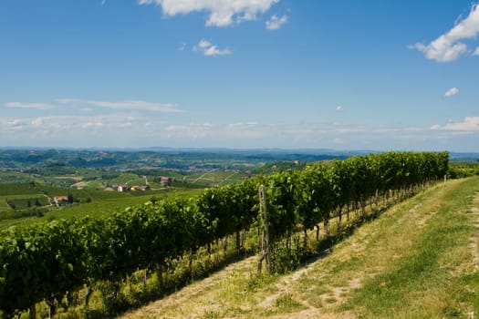 Beautiful Vineyard Landscape in Italy