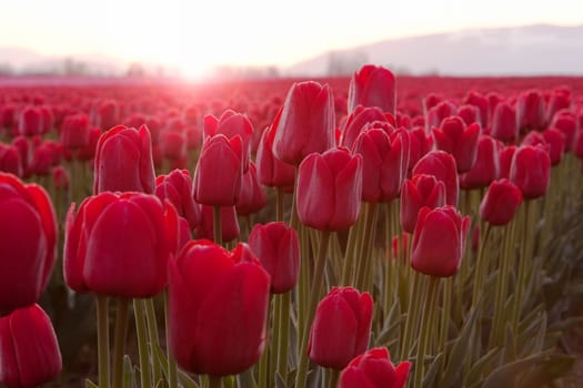 A field of red tulips (liliaceae tulipa) in full bloom during the annual Skagit Valley Tulip Festival in Washington State. The petals are backlit and glowing brightly by the flare of the sun peaking over the horizon. Together with the rose, this is a beautiful red flower for romance on Valentine's Day.