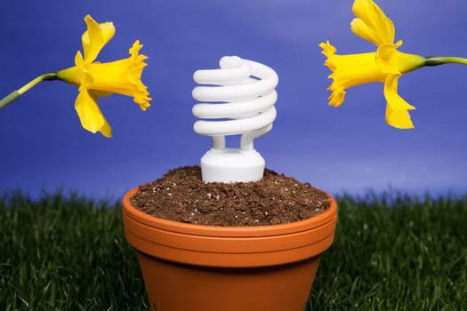 Compact fluorescent light bulb planted in a planter with daffodils