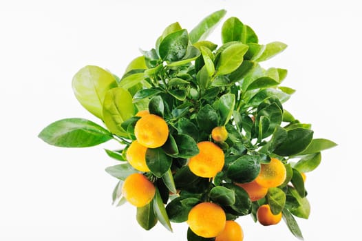 Shrub of the oranges covered with drops of water