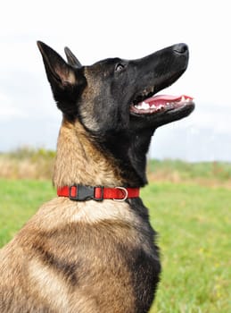 portrait of a puppy purebred belgian shepherd malinois