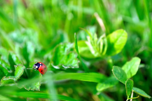 Small ladybug on a green grass blade