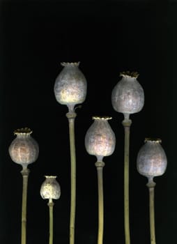 Dried poppy heads isolated on black background