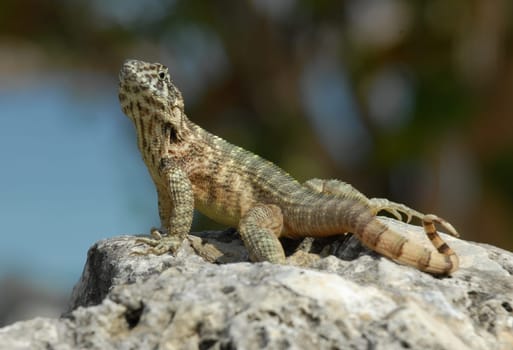 Yellow Curlytail Lizard from Cuba sitting on a rock