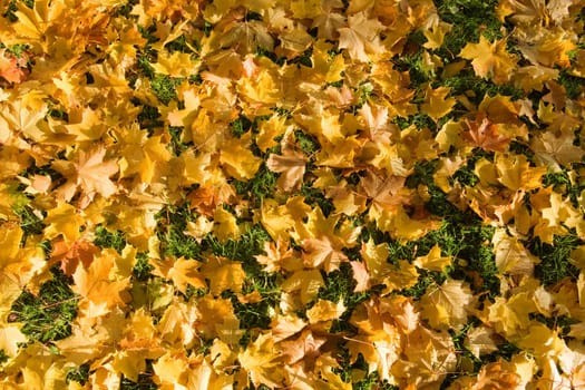 gold maple fallen leaves background