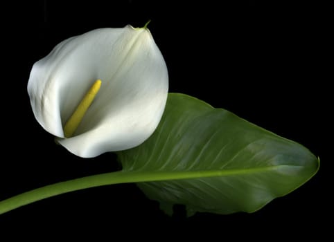 Single white calla lily and leaf isolated on black background