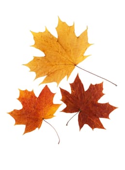 dry maple leaf is isolated on white