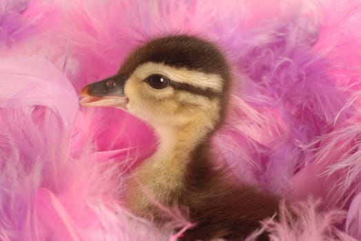 baby mallard duck surround by pink feathers