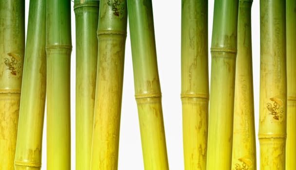 fine image of different bamboo, nature background