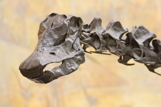 Diplodocus skull in paleontological  museum