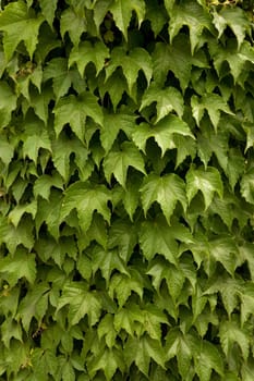 Green leaves natural background