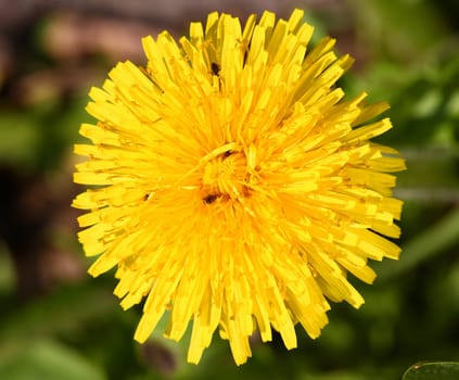 Dandelion - spring is here