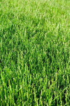 green grass background