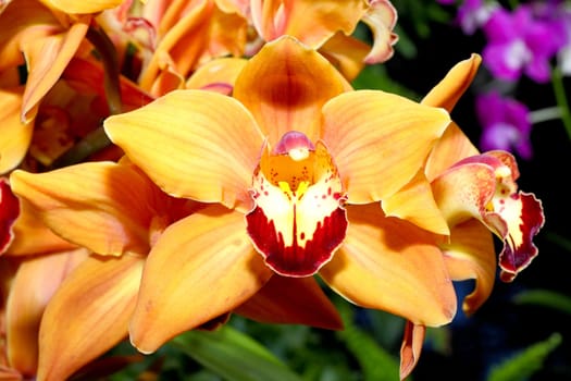 An Orchard Show in a botanical garden USA