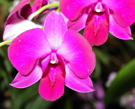 An Orchard Show in a botanical garden USA