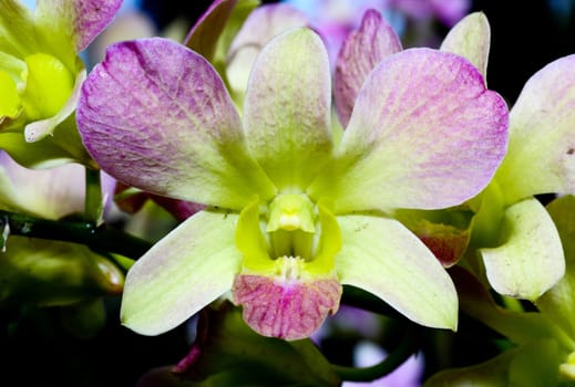 An Orchard Show in a botanical garden USA