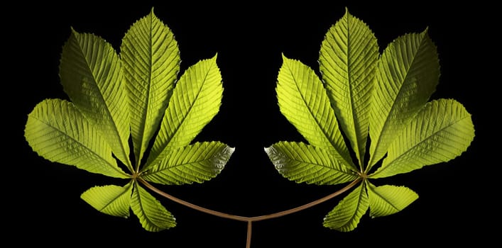 Two plants on black background