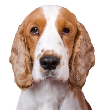 Isolated mug shot like portrait of spaniel . White copy space, selective focus on the eyes. aRGB.