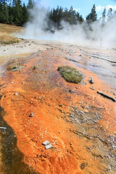 The scenery of Lower Geyser Basin in Yellowstone National Park