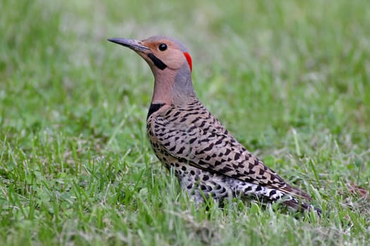 Northern Flicker (Colaptes auratus) hunting for food on a lawn