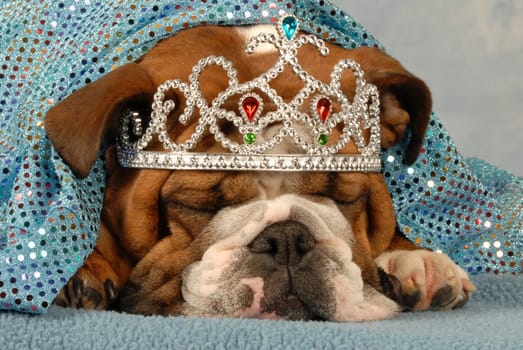 english bulldog wearing princess tiara peaking out from under blue blanket