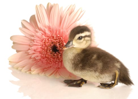 baby mallard duck with gerbera daisy on white background