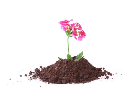 Young flower in ground over white