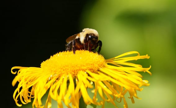 The flowers blooming at a arboretum in New Jersey