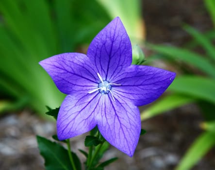 The flowers blooming at a arboretum in New Jersey