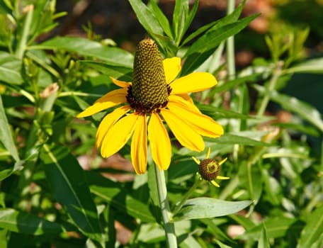 The flowers blooming at a arboretum in New Jersey