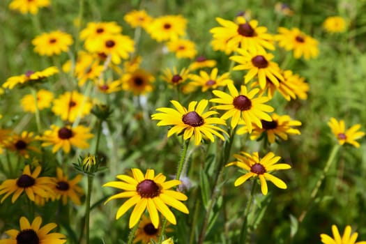 The flowers blooming at a arboretum in New Jersey