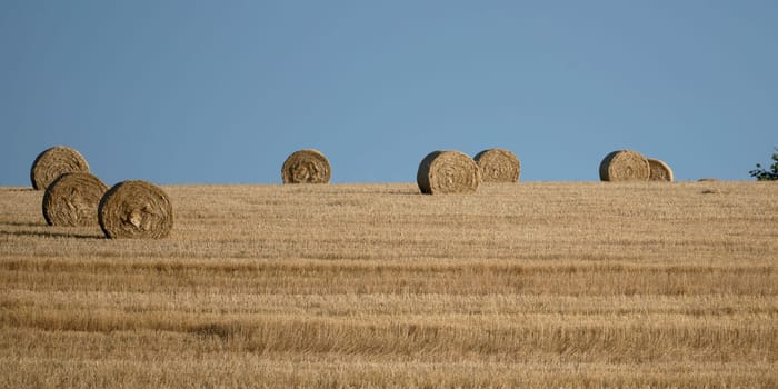 Straw bales on harvested field  with blue sky