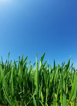 Beautiful green lawn isolated on sky