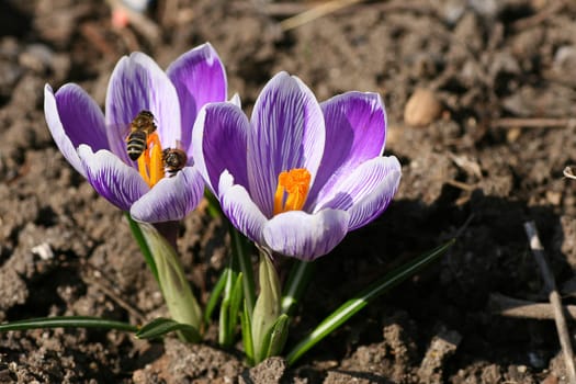 Beautiful Spring  violet crocuses Flowers