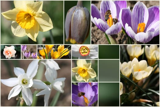 Colorful collage of flowers