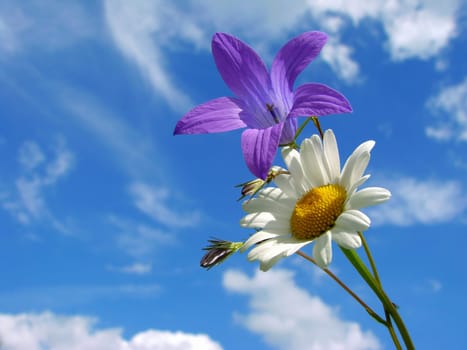 wild daisy and bluebell against blue sky with light clouds