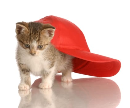 kitten playing under red baseball cap isolated on white background