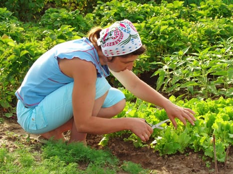 woman cropping green lettuce from the vegetable bed