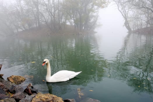 swan in to the pond