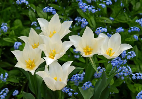 Beautiful flowers displayed in a famous botanical garden